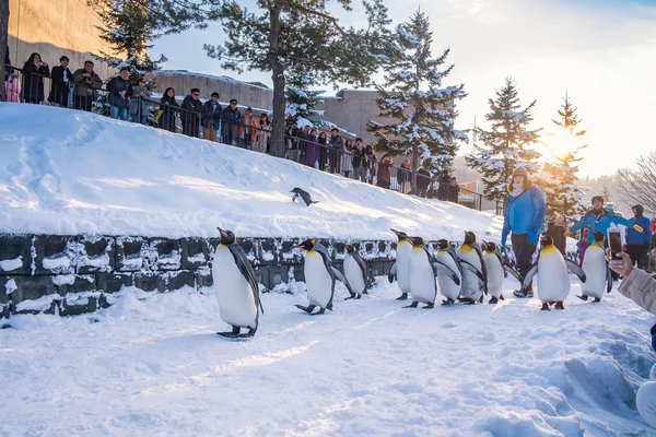 Pinguïn-parade-tijd Rechtenvrije Stockfoto's