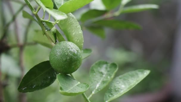 Single lime on lime tree — Stock Video