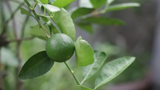 Single lime on lime tree — Stock Video