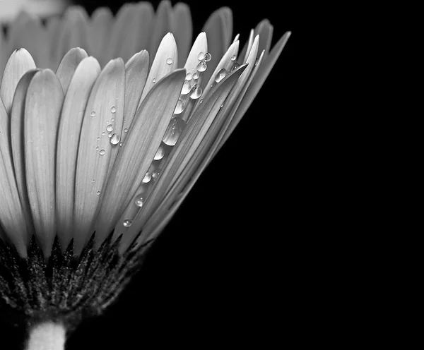 Wet flower on black