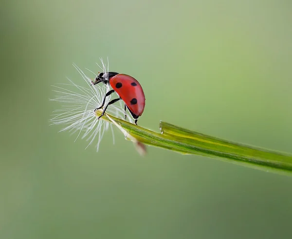 Kırmızı siyah kalkan hata. böcek Pentatomidae üzerindeki yeşil yaprak