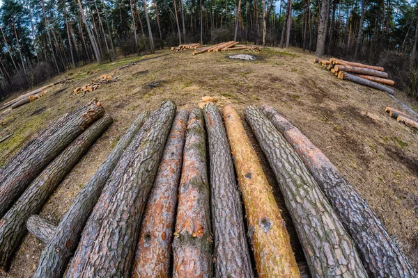 La destrucción del medio ambiente. Explotación forestal y deforestación —  Fotos de Stock