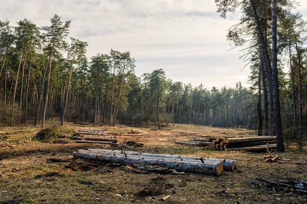 Cortando el bosque de pinos. El foco está en los registros . — Foto de Stock