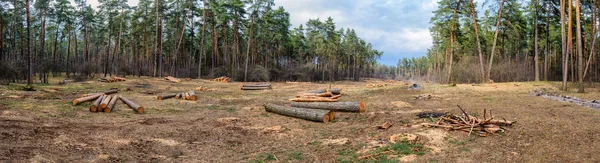 Κοπή δένδρων. Ecology.Panoramic φωτογραφία — Φωτογραφία Αρχείου