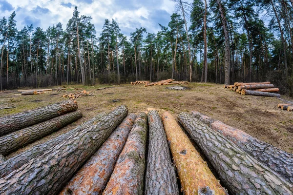 La destrucción del medio ambiente. Explotación forestal y deforestación — Foto de Stock