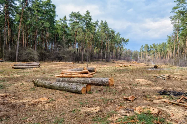 Corte de árboles. Problema medioambiental —  Fotos de Stock