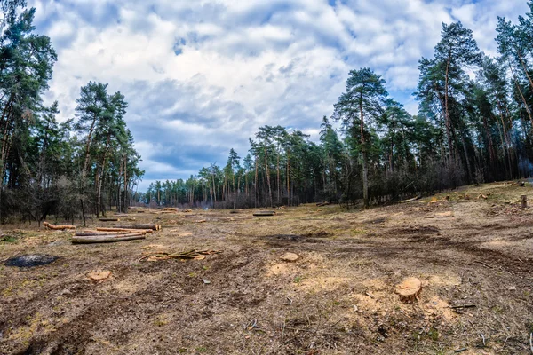 Cortando el bosque de pinos. Ecología y conservación — Foto de Stock