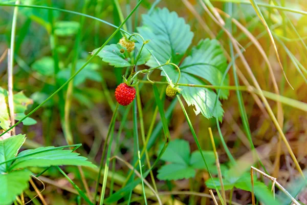 Growing Strawberries. Forest red berry. — Stock Photo, Image