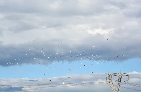 Among the dense clouds flock of birds flying in the sky. — Stock Photo, Image