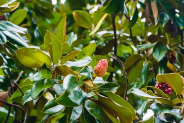 İtalya bir ağaçta sonbahar çiçek