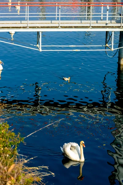 Лебеди на озере Лаго Маджоре. Италия, Arona — стоковое фото