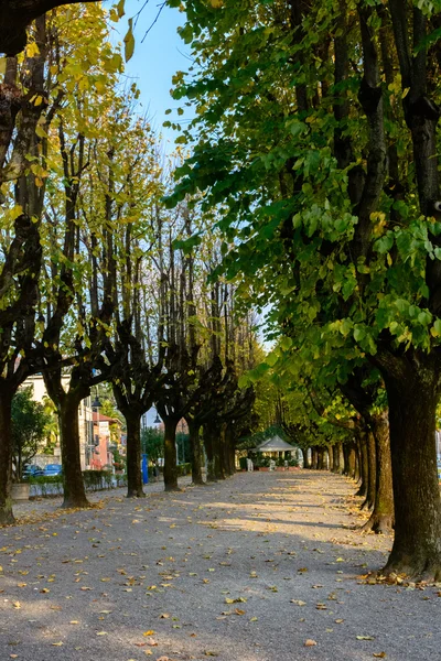 Italia, Arona.Maravillosa avenida de otoño para caminar, árboles grandes con hojas amarillas . — Foto de Stock