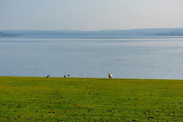 Embankment bedekt met groen gras op een wandeling zwanen — Stockfoto