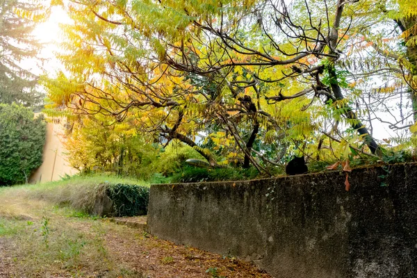 イタリア。秋の公園で階段は種子植物で覆われています。正面の階段に焦点を当てる . — ストック写真