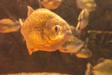 Suda yüzen bir Natterer piranası sürüsü.