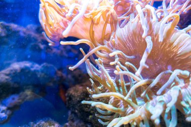 Suda baloncuk şakayıkları. Deniz şakayığı türü.