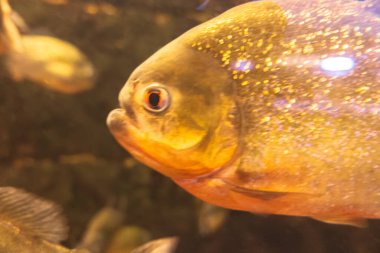 Suda yüzen bir Natterer piranası sürüsü.