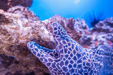 Su ortamında leopar moray ağızdan nefes alır..