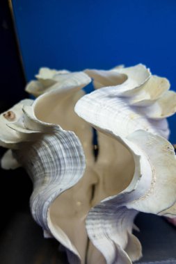 Güzel kumlu midye kabuğu.