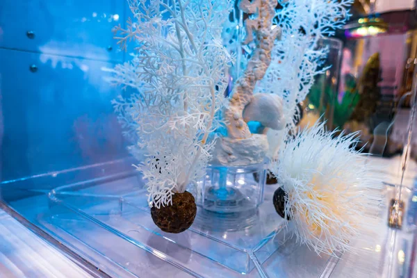 Λευκά Κοράλλια Για Διακόσμηση Ενυδρείου — Φωτογραφία Αρχείου