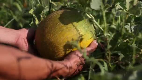 Meloen op de biologische plantage — Stockvideo