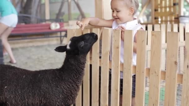 Schattige babymeisje voeding van schapen uit haar handen — Stockvideo