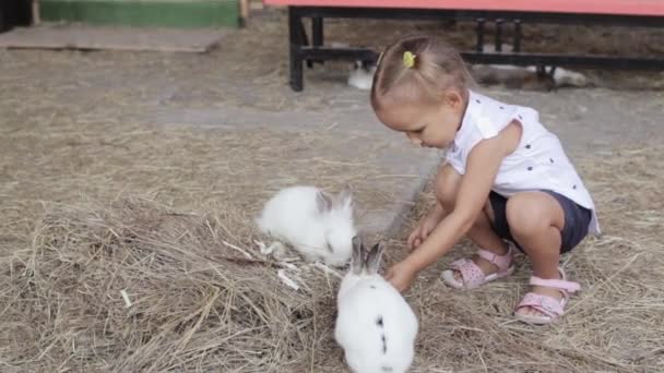 Niedliches kleines Mädchen füttert Kaninchen aus der Hand — Stockvideo