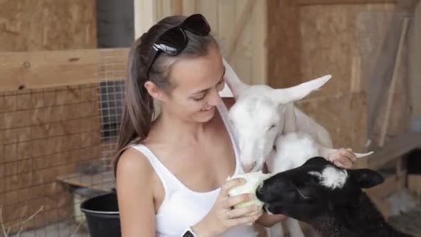 Young women feeding sheeps and goat from hand — Stock Video