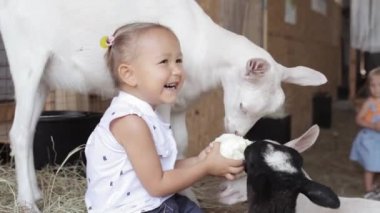 Koyun ve keçi elleri besleyen şirin bebek kız