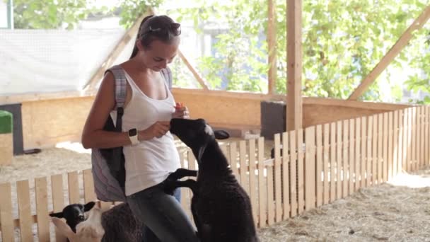 Молодые женщины кормят овец из рук — стоковое видео