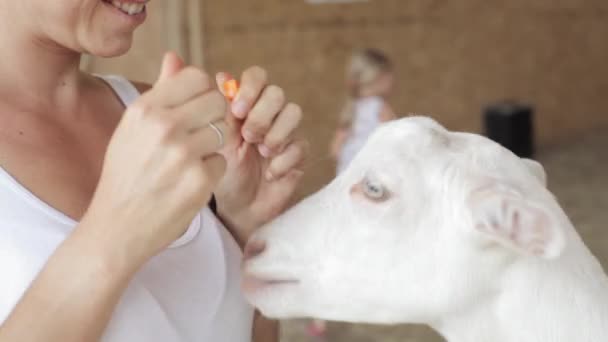 Mujeres jóvenes alimentando cabra de la mano — Vídeo de stock