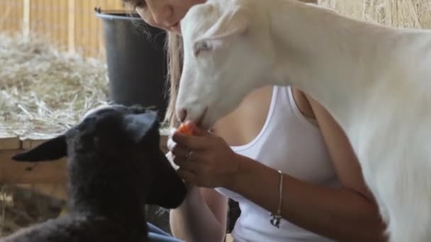 Jeunes femmes nourrissant moutons et chèvres de la main — Video