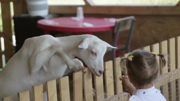 Niedliches Baby Mädchen füttert Ziege aus ihren Händen — Stockvideo