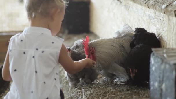 Roztomilá holčička krmení kuře — Stock video