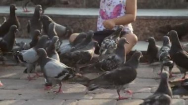 Küçük şirin kız güvercin çeşme beslenir.