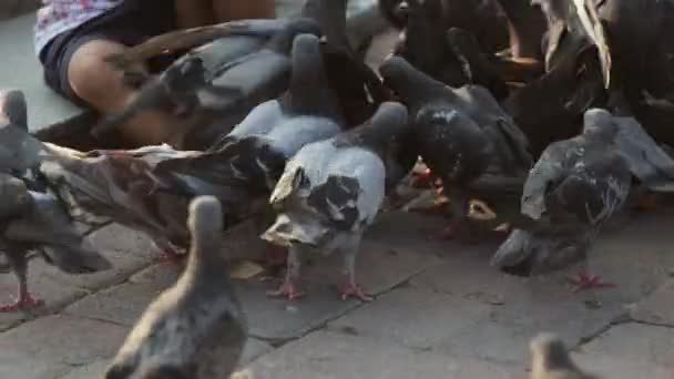 Schattig meisje feeds duiven in de buurt van fontein — Stockvideo