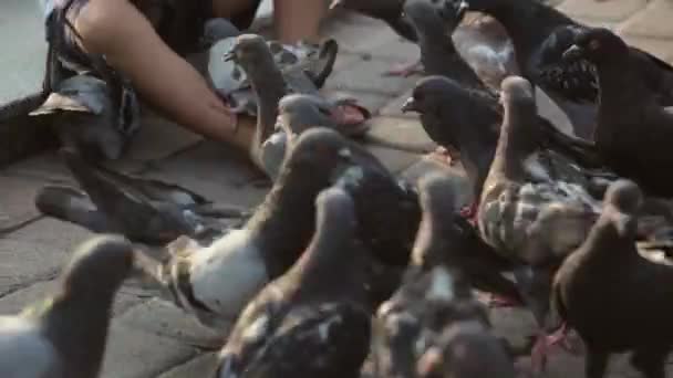 Küçük şirin kız güvercin çeşme beslenir. — Stok video