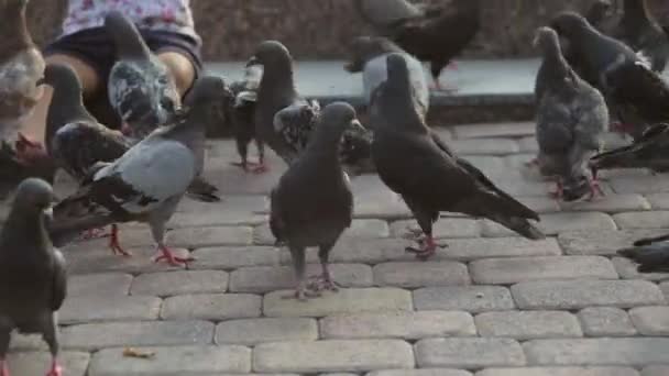 Little cute girl feeds pigeons near fountain — Stock Video