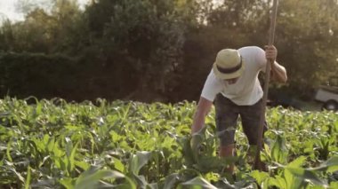 Yabancı ot kontrolü üzerinde organik tarım