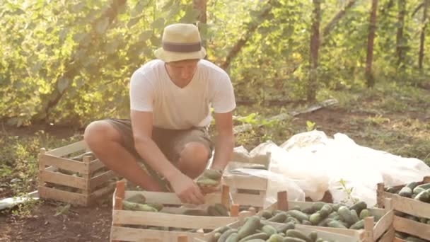 Landwirt sortiert frische Gurken auf dem Biohof — Stockvideo