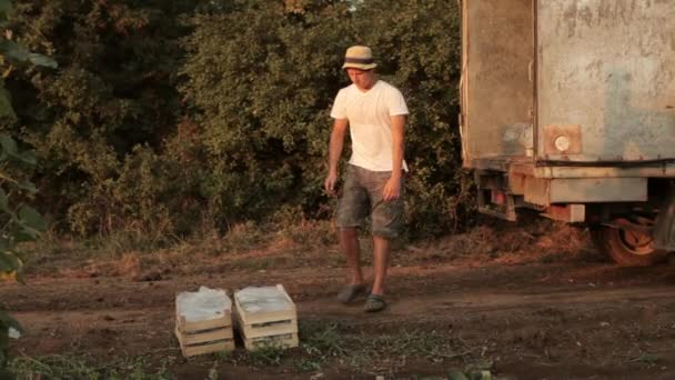 Фермер судоходные коробки с овощами в грузовике — стоковое видео