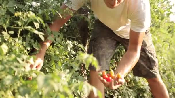 Agricultor recogiendo tomates cherry en granja orgánica — Vídeos de Stock