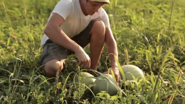 Agricultor degustando la sandía en el campo — Vídeo de stock