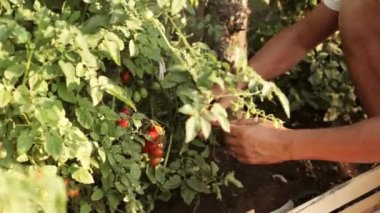 Eller çiftçinin organik çiftlikte bir kiraz domates toplama