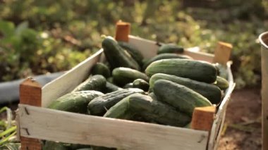 Salatalık kutusunda katlama çiftçi