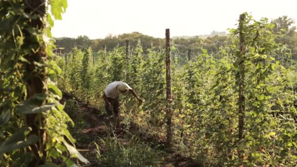 Boer plukken komkommer in plantaardige broeikasgassen — Stockvideo
