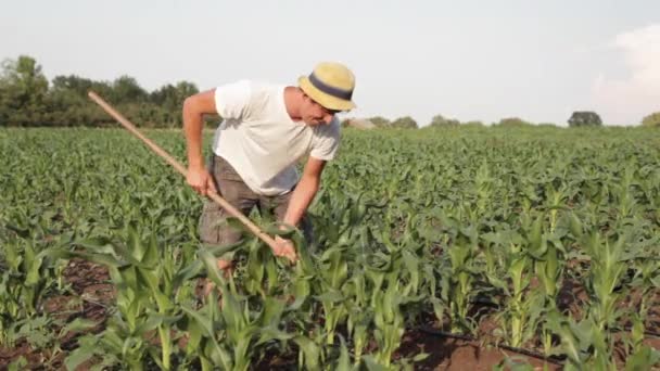 Weed control on organic farm — Stock Video