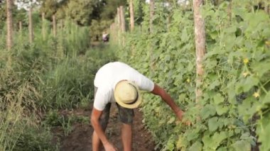 Salatalık sebze serada toplama çiftçi