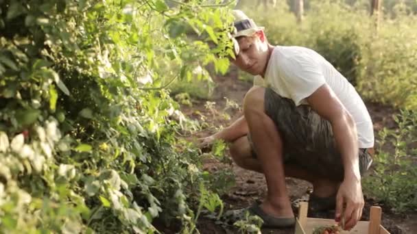 Agricultor colhendo um tomate cereja na fazenda biológica — Vídeo de Stock