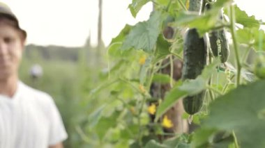 Salatalık sebze serada toplama çiftçi